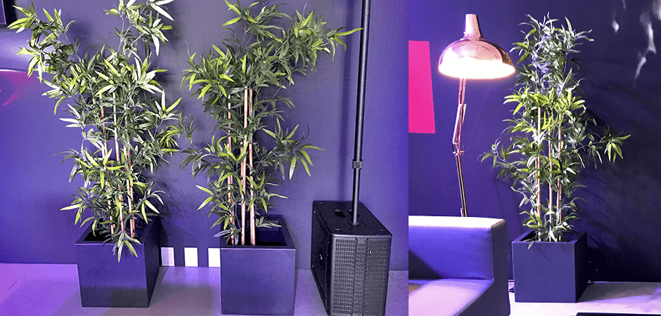 Bambu (Planta)
